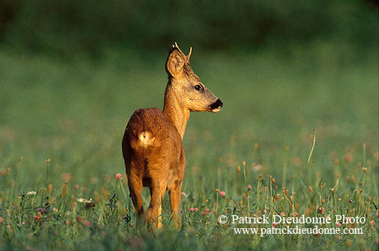 Chevreuil - Roe Deer  - 16515