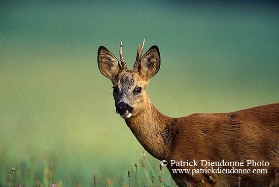 Chevreuil - Roe Deer  - 16516