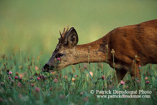 Chevreuil - Roe Deer  - 16517