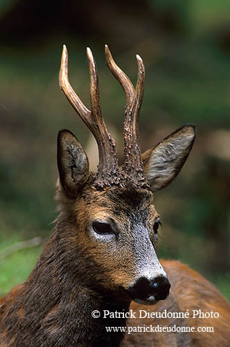 Chevreuil - Roe Deer  - 16519