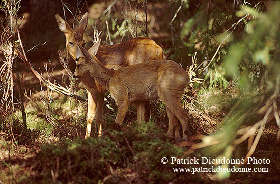 Chevreuil - Roe Deer  - 16521