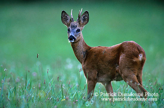 Chevreuil - Roe Deer  - 16522