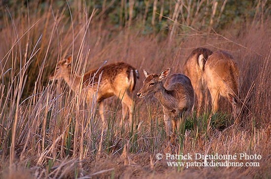 Daim - Fallow Deer  - 16524