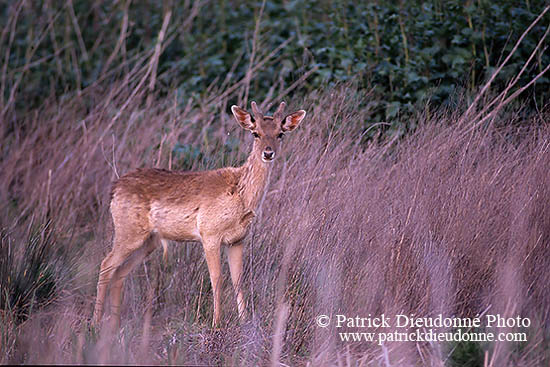 Daim - Fallow Deer  - 16527