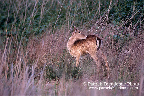 Daim - Fallow Deer  - 16528