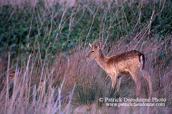 Daim - Fallow Deer  - 16531