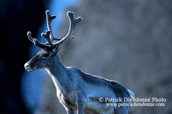Renne - Reindeer - 17033