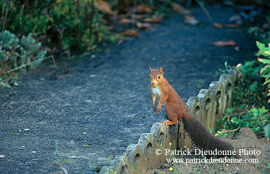 Ecureuil - Squirrel - 16534