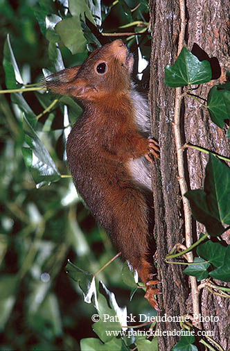 Ecureuil - Squirrel - 16536