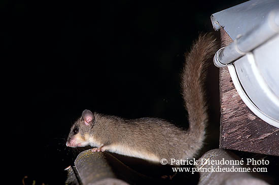 Loir gris - Dormouse - 16638