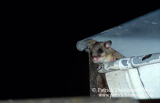 Loir gris - Dormouse - 16639