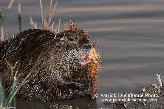 Ragondin (Myocastor) - Nutria (Coypu) - 16945