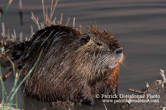 Ragondin (Myocastor) - Nutria (Coypu) - 16946