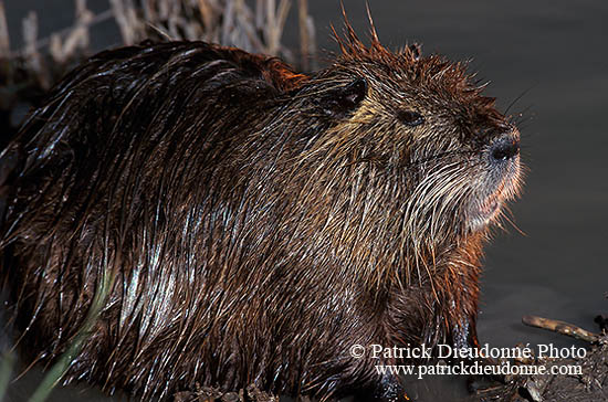 Ragondin (Myocastor) - Nutria (Coypu) - 16947