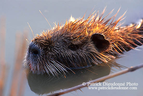 Ragondin (Myocastor) - Nutria (Coypu) - 16948