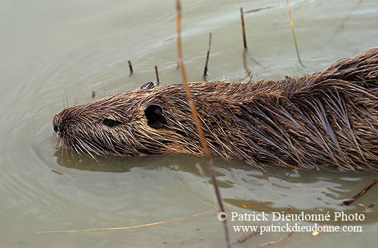 Ragondin (Myocastor) - Nutria (Coypu) - 16950