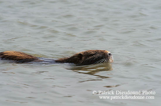 Ragondin (Myocastor) - Nutria (Coypu) - 16951