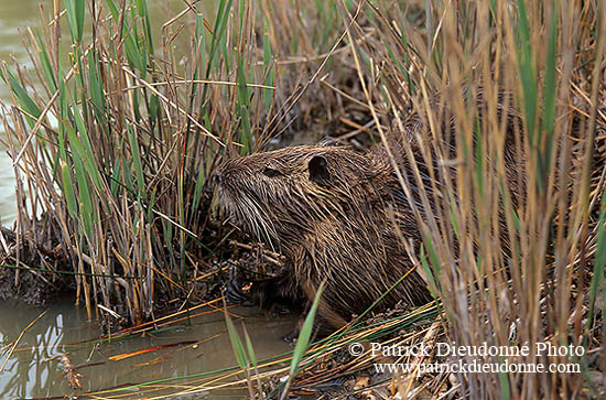 Ragondin (Myocastor) - Nutria (Coypu) - 16952