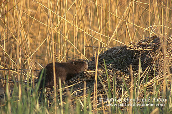 Ragondin (Myocastor) - Nutria (Coypu) - 16953