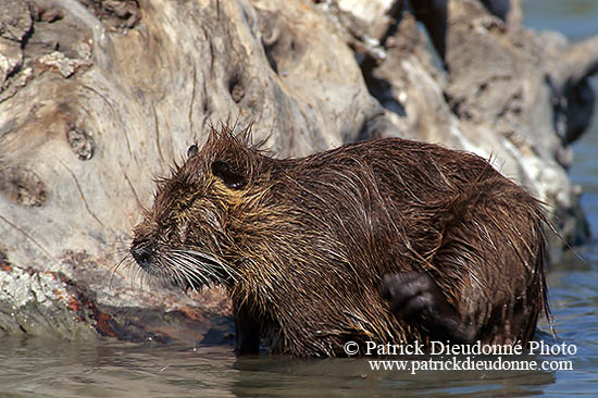 Ragondin (Myocastor) - Nutria (Coypu) - 16955