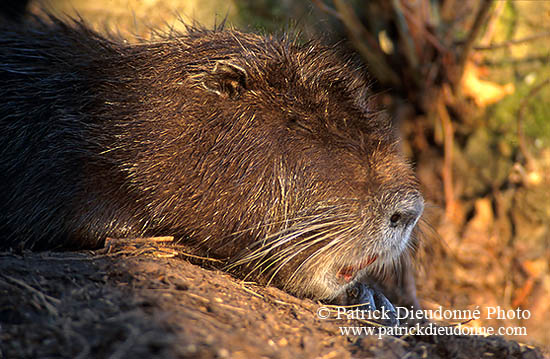 Ragondin (Myocastor) - Nutria (Coypu) - 16956