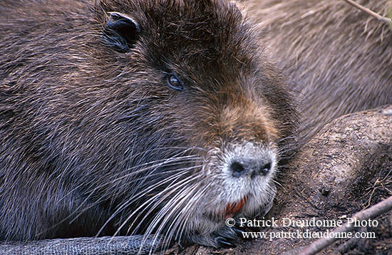 Ragondin (Myocastor) - Nutria (Coypu) - 16957