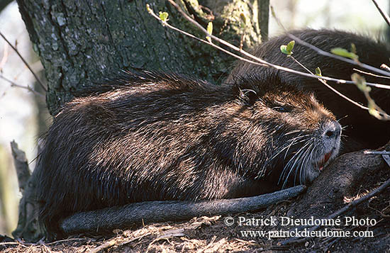 Ragondin (Myocastor) - Nutria (Coypu) - 16958