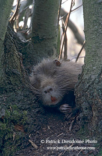 Ragondin (Myocastor) - Nutria (Coypu) - 16961