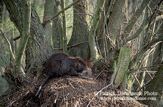 Ragondin (Myocastor) - Nutria (Coypu) - 16962