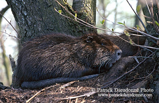 Ragondin (Myocastor) - Nutria (Coypu) - 16963