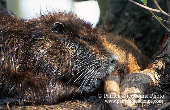 Ragondin (Myocastor) - Nutria (Coypu) - 16964