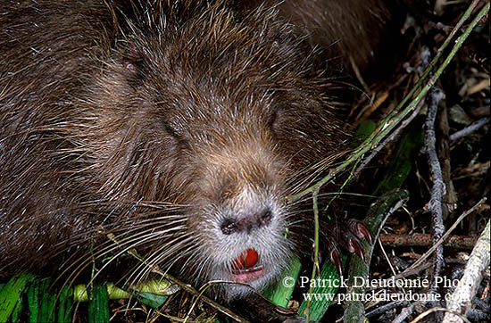 Ragondin (Myocastor) - Nutria (Coypu) - 16965