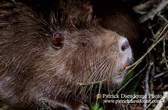 Ragondin (Myocastor) - Nutria (Coypu) - 16966