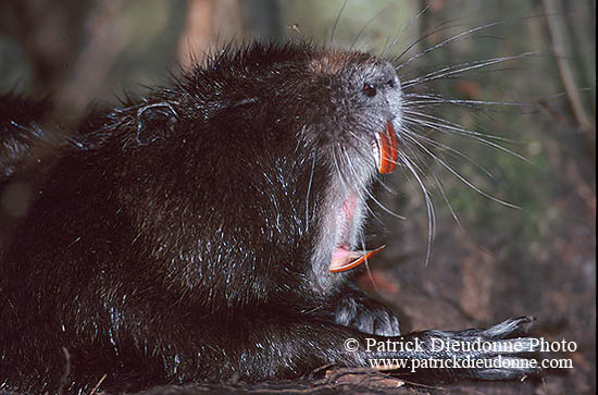 Ragondin (Myocastor) - Nutria (Coypu) - 16967