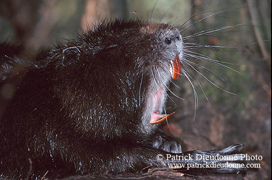 Ragondin (Myocastor) - Nutria (Coypu) - 16967