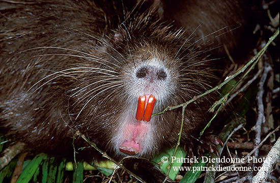 Ragondin (Myocastor) - Nutria (Coypu) - 16968