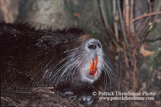Ragondin (Myocastor) - Nutria (Coypu) - 16969