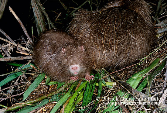 Ragondin (Myocastor) - Nutria (Coypu) - 16970