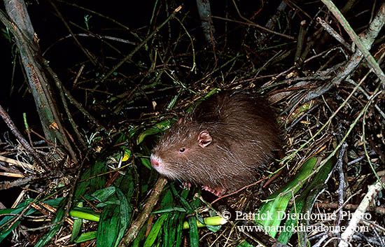 Ragondin (Myocastor) - Nutria (Coypu) - 16971