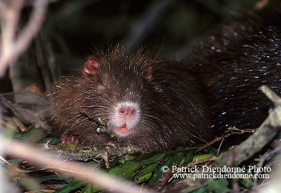 Ragondin (Myocastor) - Nutria (Coypu) - 16972