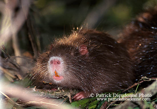 Ragondin (Myocastor) - Nutria (Coypu) - 16973