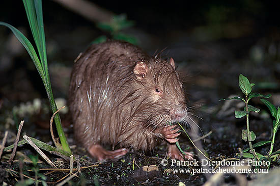 Ragondin (Myocastor) - Nutria (Coypu) - 16974