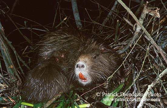 Ragondin (Myocastor) - Nutria (Coypu) - 16975