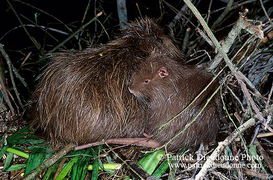 Ragondin (Myocastor) - Nutria (Coypu) - 16976