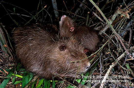 Ragondin (Myocastor) - Nutria (Coypu) - 16977