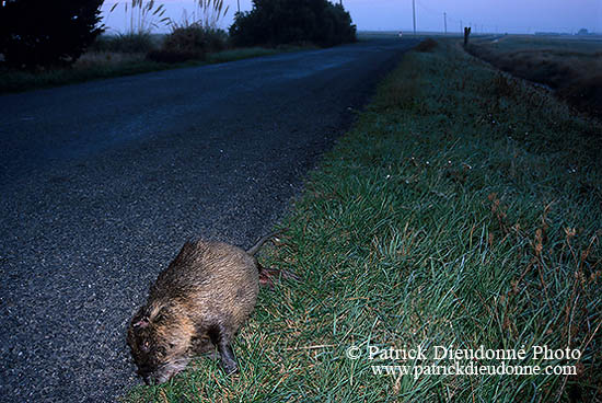 Ragondin (Myocastor) - Nutria (Coypu) - 16978