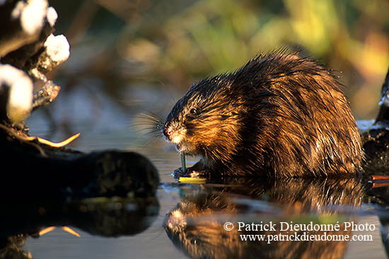 Rat musqué - Muskrat - 16979