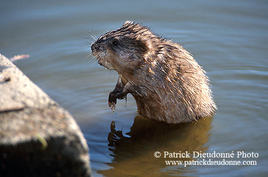 Rat musqué - Muskrat - 16985