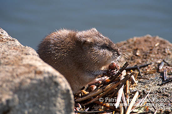 Rat musqué - Muskrat - 16986