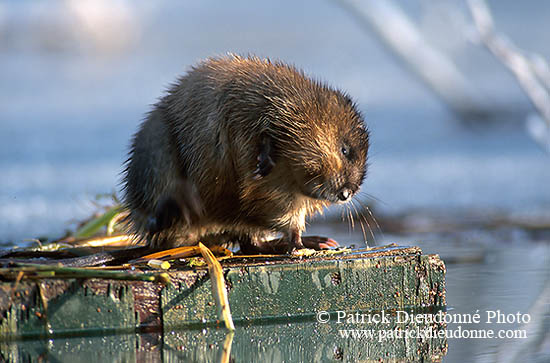 Rat musqué - Muskrat - 16988